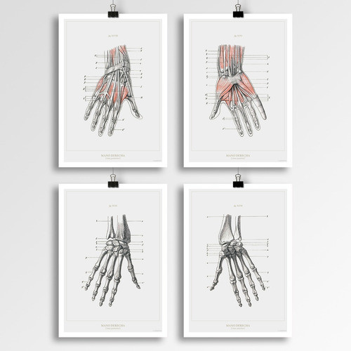Anatomía Humana 9-7-10-8 - Póster Vintage Antiguo Decoración 1