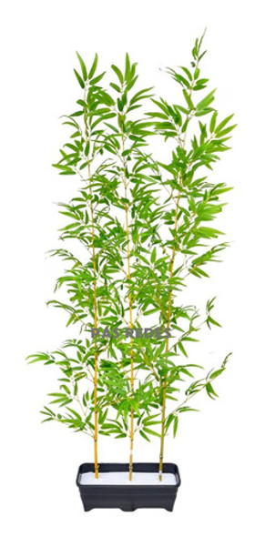 Bambu Mossô Artificial Permanente 190cm + Vaso Jardineira 0