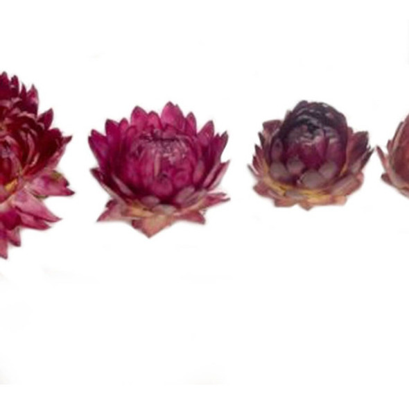 Flores Siempre Viva Orgánica Naturales Comestible Decoración 0 Flores Siempre Viva Orgánica Naturales Comestible Decoración 0