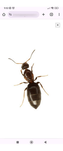 Hormiga Reina +  Colonia  Con Huevos Brachymyrmex 0