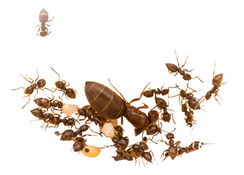 Hormiga Reina +  Colonia  Con Huevos Brachymyrmex 1