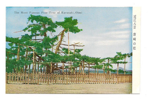 Postal Japon Famoso Pinos De Karasaki Ohmi Numero 192 B3 0