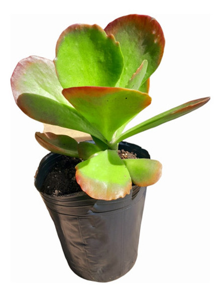 Kalanchoe Thyrsiflora, Planta Suculenta. Hacemos Envíos 0