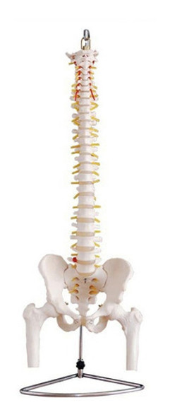 Coluna Vertebral Com Pélvis E Cabeça Do Fêmur 0 Coluna Vertebral Com Pélvis E Cabeça Do Fêmur 0