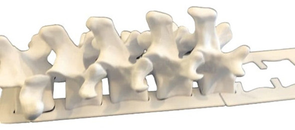Replica Anatómica Columna Vertebral Completa Utilizable 1