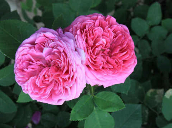 Hidrolato De Rosa Damascena O Hidrolato De Azahar 250ml 1 Hidrolato De Rosa Damascena O Hidrolato De Azahar 250ml 1