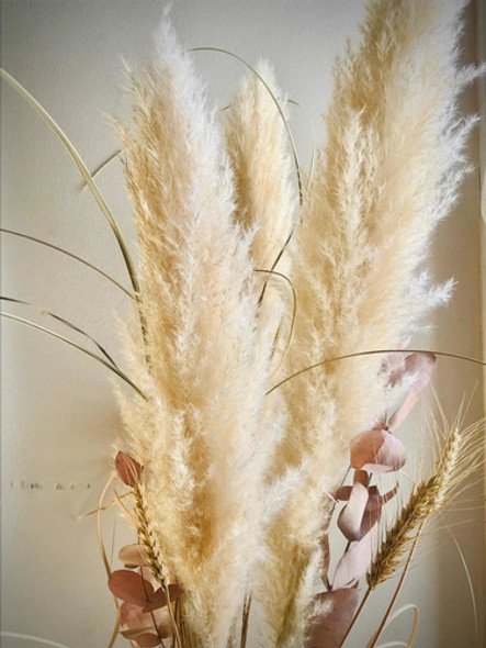 Cortadera - Pampa Grass Pack De 3 Ramas Secas 1