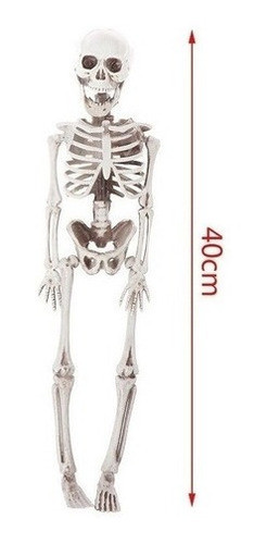 Esqueleto Humano Articulado Anatomia Humana Estudo Medicina 1