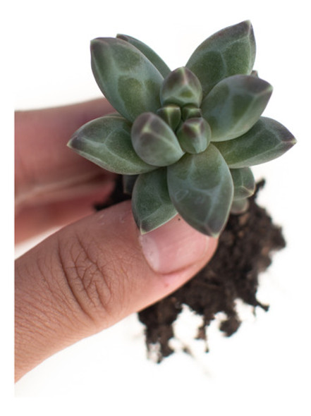 Pachyphytum Compactum Suculenta Colección N° 6 0