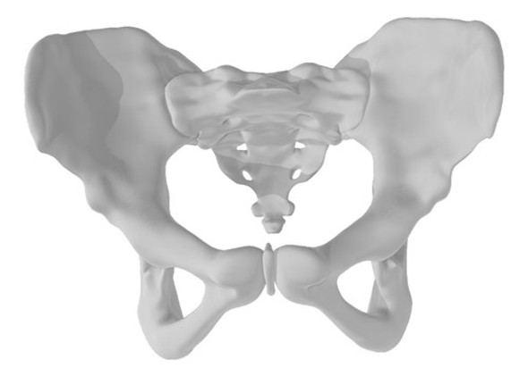 Pelvis Femenina Medicina Estudio Impresion 3d Jmc 3d 0