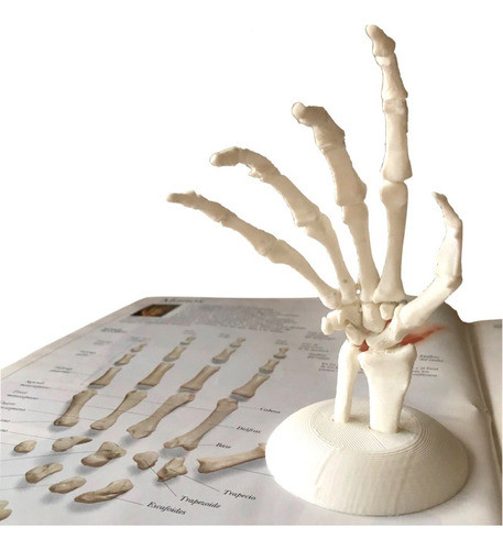Huesos Estudio Anatomía Anatomykits 0