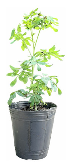 Planta Ruda Hembra Comun Raices Arcoiris Moron Caba 0 Planta Ruda Hembra Comun Raices Arcoiris Moron Caba 0