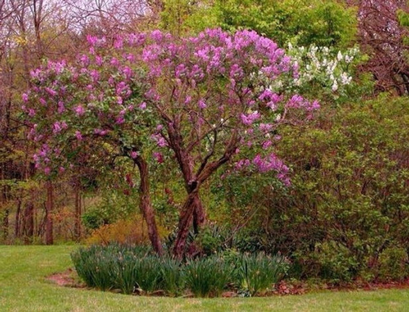 Lilo / Lila - Syringa Vulgaris 0