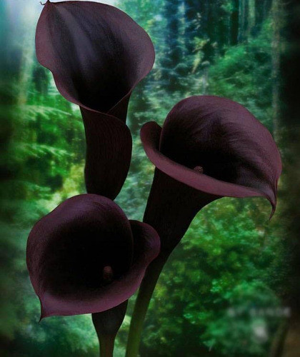 Sobre Para Sembrar 15 Plantas Cartuchos O Calas Negras 1