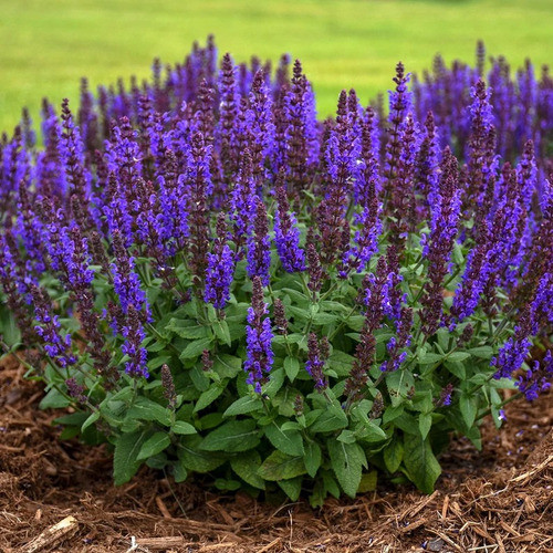 Salvia Nemorosa 'bumbleblue Starter. Impresionante Floración 1