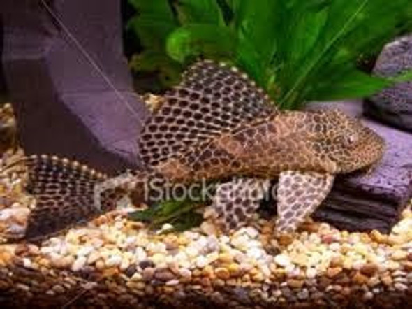 Limpia Vidrios (viejita De Agua) Estanques Y Lagos 7cm 0