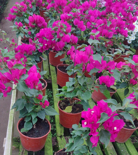 Santa Rita Enana Flor Fucsia, Begonia Rex 1