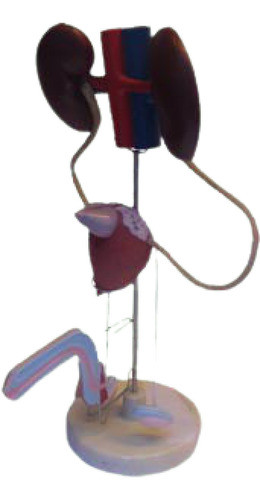 Urugenital Masculino, Material Didactico Para Enseñanza,7018 0