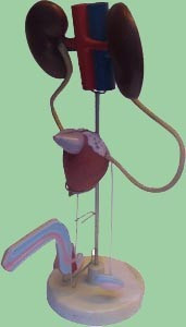 Urugenital Masculino, Material Didactico Para Enseñanza,7018 1