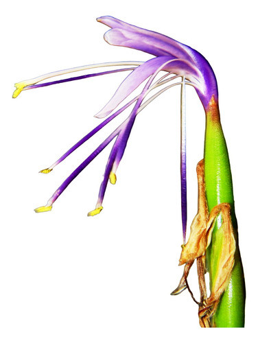 Tillandsia Pfisteri Bromélia Adulta 0