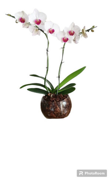Orquidea Phalaenopsis Premium Con Maceta De Vidrio 2 Varas 0