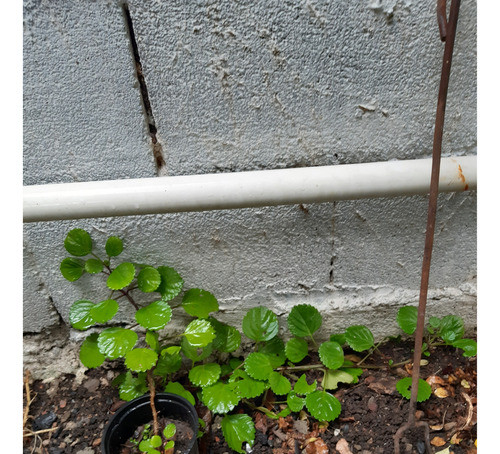 Plantas Del Dólar O Plata Por Lote De 2!!! 1