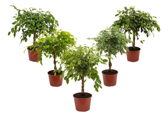 Ficus Benjamina Trenzado P30 0