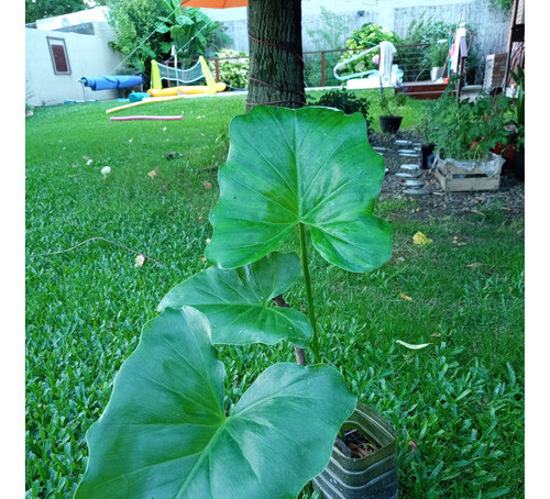 Filodendro, Philodendron Oreja De Elefante 1