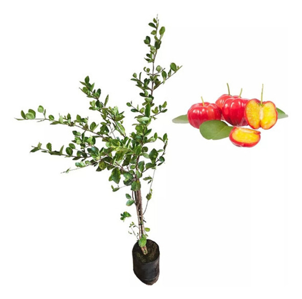 Plantas De Acerola - Cereza De Barbados 1,80 Mts Frutal!!! 0