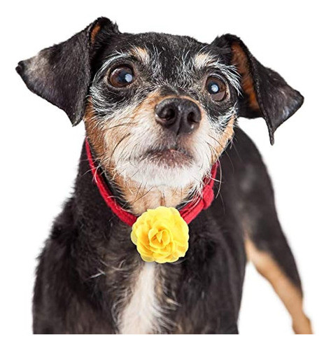 Willbond 26 Piezas Collar Para Mascotas Flores Multicolor Pe 1