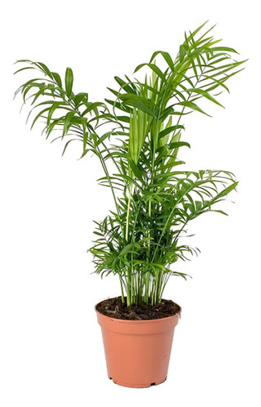 Palmera Chamadorea Elegans M14 0 Palmera Chamadorea Elegans M14 0
