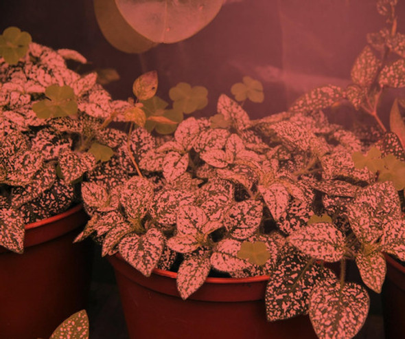 Ultra Grow Clampon Led Luz De Crecimiento Kit Espectro ... 1