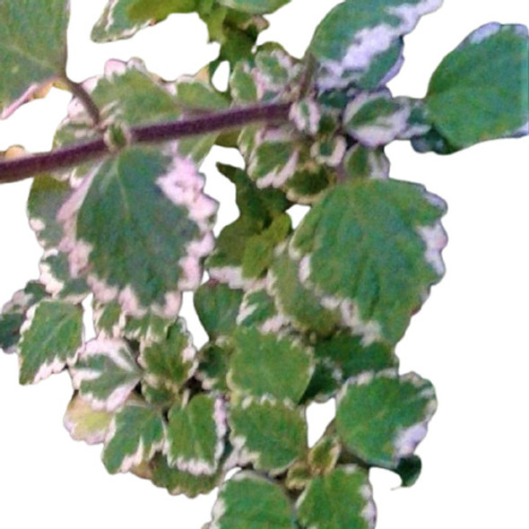 Incienso Variegado Plectranthus Vivero Cielo Verde Orgánico 0 Incienso Variegado Plectranthus Vivero Cielo Verde Orgánico 0