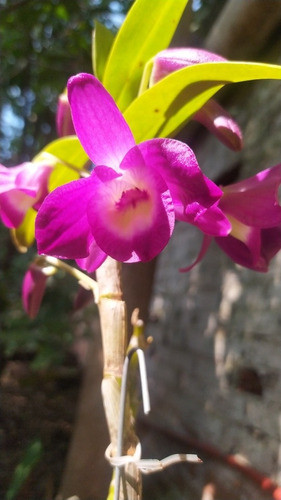 Orquídea Dendrobium Nobile Fuscia 1