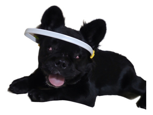 Aro Antichoque Jupiter Perros Grandes Ciegos Mas Collar 0