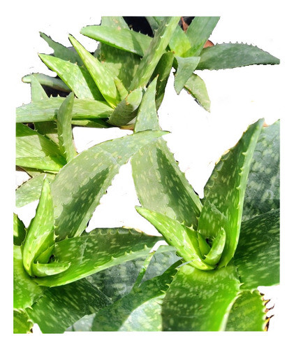 Aloe Vera Medicinal 0