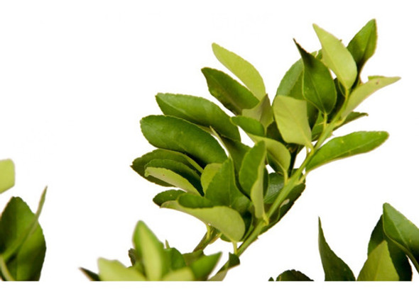 Kit Com 10 Mudas Diversas ( A Escolha Do Cliente) 1