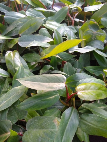 Filodendro Sanguineo - Philodendron Maceta Nro 12 Interior 0