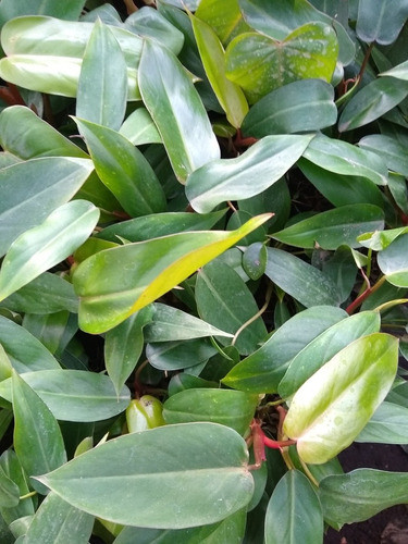 Filodendro Sanguineo - Philodendron Maceta Nro 12 Interior 1