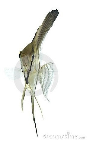 Escalar Mediano Surtido Oferta Por Mundo Acuatico 1