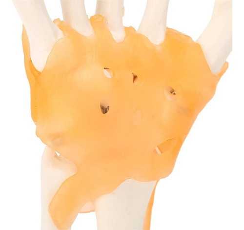 Modelo Anatomico De La Mano Humana Con Articulaciones 1