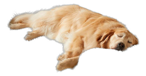 Cama Ortopédica Grande Para Perro Con Espuma De Celda Lavabl 0