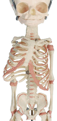 Modelo Anatômico Do Esqueleto Fetal 1