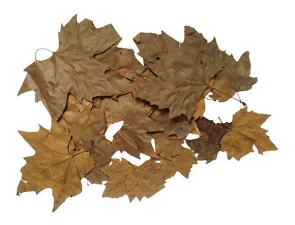 Folhas De Plátano Marrom Natural Seca Decoração Enfeite 0
