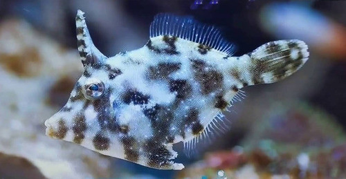 Pez Marino - Acreichthys Tomentosus 1