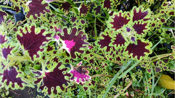 Coleus Perennne - Cretona - Colores De Invierno 0