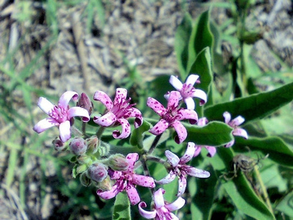 Plumerillo Negro (oxypetalum Solanoides) 1