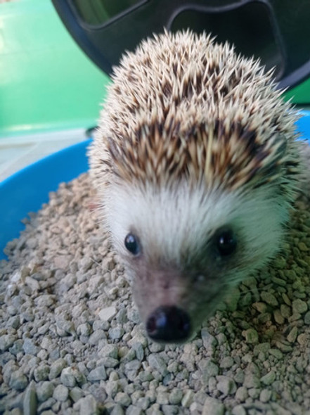 Arena-piedra Sanitaria Pequeña Mascota Erizo,cobaya,hamster. 1