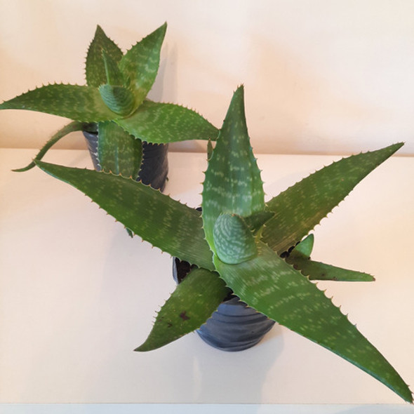 Planta Aloe Vera Medicinal Maceta Nro 12 X1 Quilmes 1