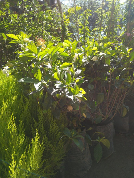 Jazmín Del Cabo De Gajo (gardenia Augusta) En 20 Litros. 0